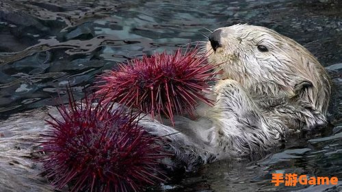 海藻缠绕在身上