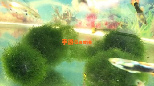 海藻缠绕在身上