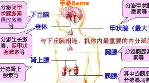 消耗人体能量最多的器官是：大脑如何成为能量消耗之王