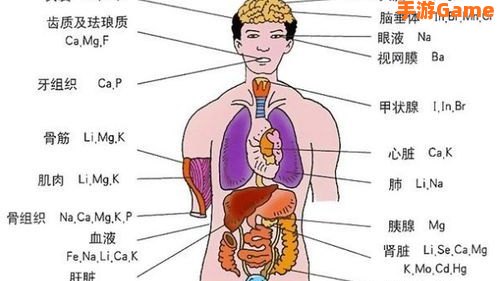 消耗人体能量最多的器官是